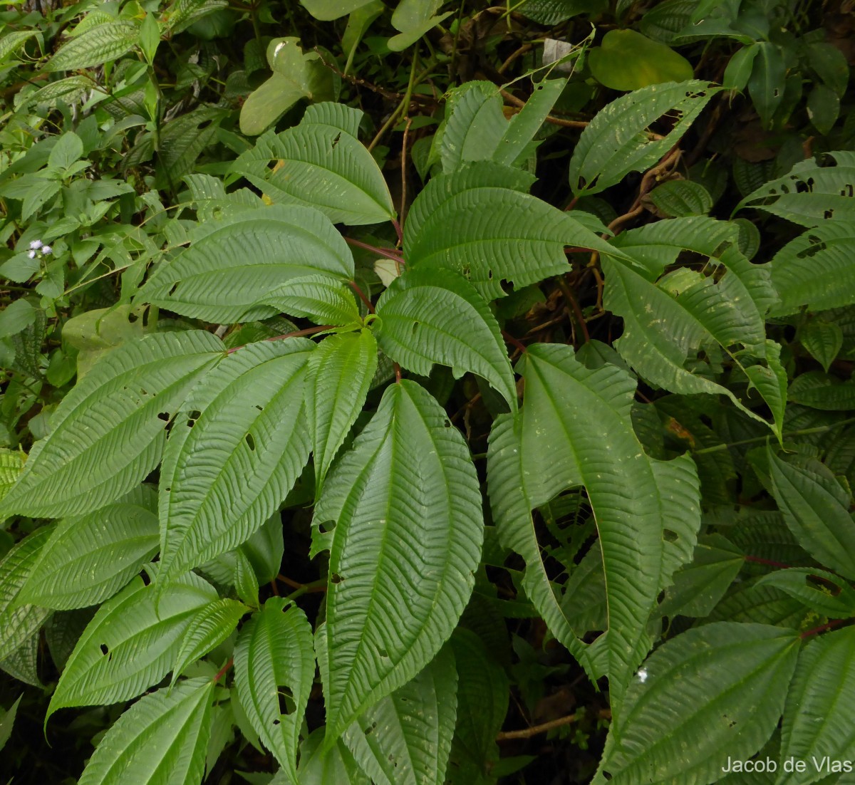 Pilea melastomoides (Poir.) Wedd.